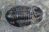Bargain, Gerastos Trilobite Fossil - Morocco #125290-2